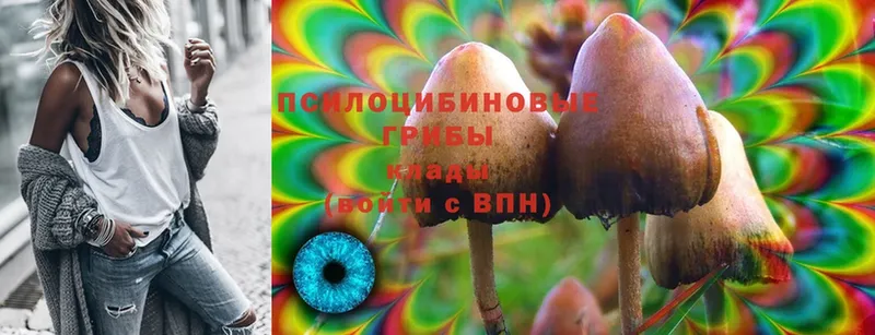 Галлюциногенные грибы Psilocybe  купить  цена  Карачаевск 